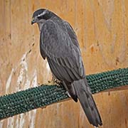 Picture/image of Northern Goshawk