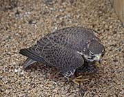 Picture/image of Prairie Falcon
