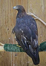 Picture/image of Golden Eagle