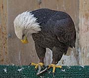 Picture/image of Bald Eagle