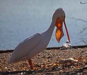 Picture/image of American White Pelican