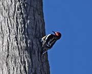 Picture/image of Red-breasted Sapsucker