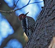 Picture/image of Red-breasted Sapsucker