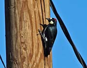 Picture/image of Acorn Woodpecker