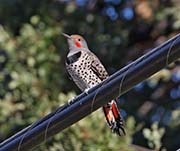 Picture/image of Northern Flicker