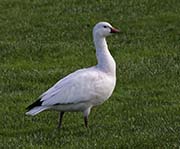 Picture/image of Ross's Goose