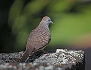 Picture/image of Zebra Dove