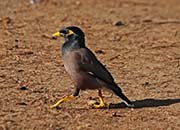 Picture/image of Common Myna