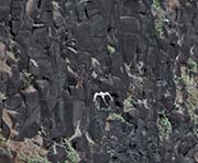 Picture/image of White-tailed Tropicbird