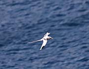 Picture/image of White-tailed Tropicbird