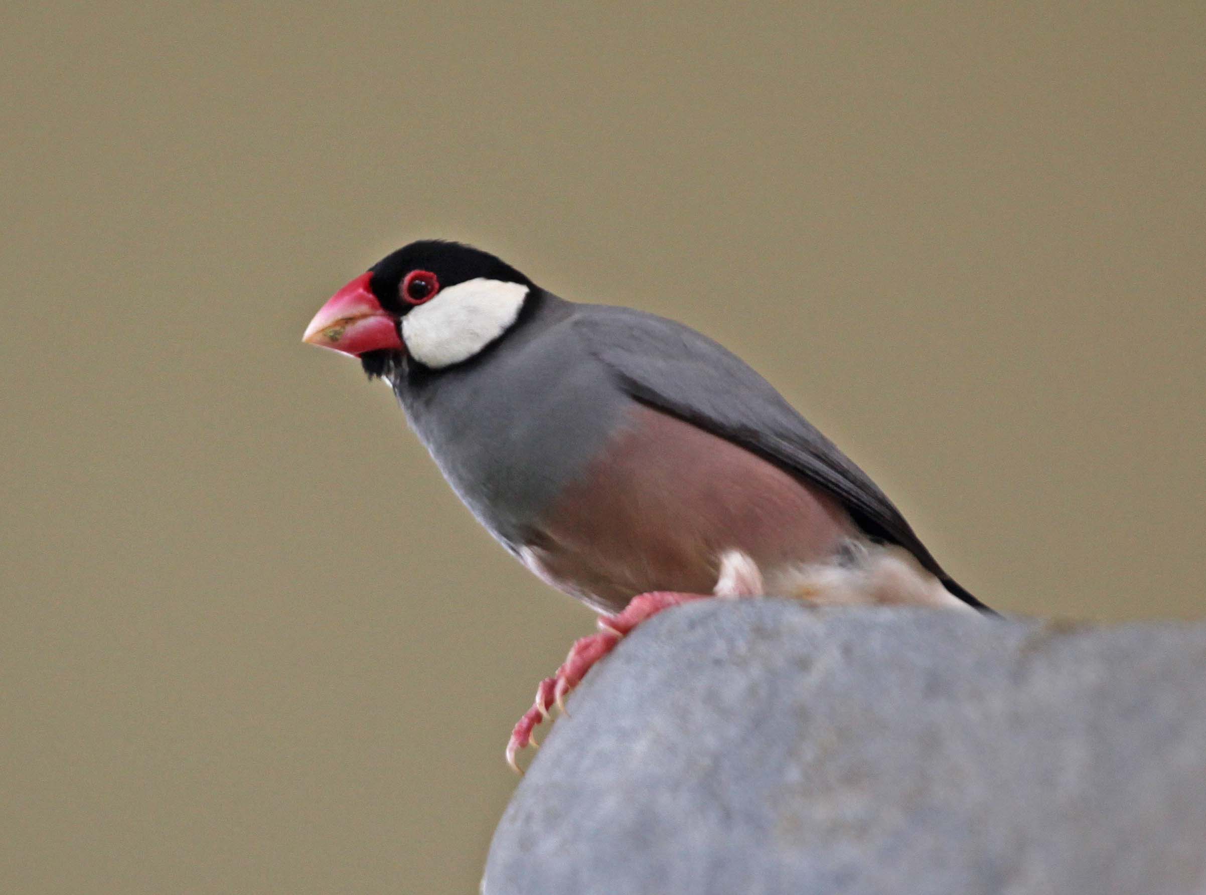Pictures and information on Java Sparrow