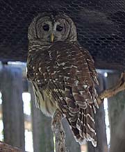 Picture/image of Barred Owl