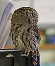 Picture/image of Northern Saw-whet Owl