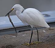 Picture/image of Snowy Egret