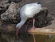 Picture/image of White Ibis