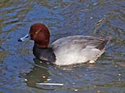 Picture/image of Redhead