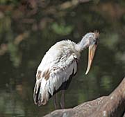 Picture/image of Wood Stork