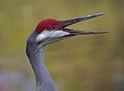 Picture/image of Sandhill Crane