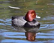 Picture/image of Redhead