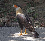 Picture/image of Crested Caracara