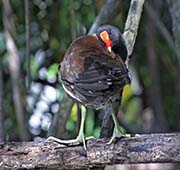 Picture/image of Common Gallinule