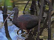 Picture/image of Glossy Ibis