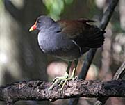 Picture/image of Common Gallinule