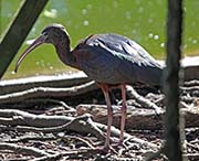 Picture/image of Glossy Ibis