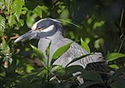 Picture/image of Yellow-crowned Night-Heron