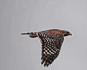 Picture/image of Red-shouldered Hawk