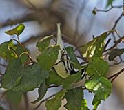 Picture/image of Black-throated Gray Warbler