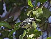 Picture/image of Black-throated Gray Warbler