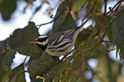 Picture/image of Black-throated Gray Warbler