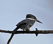 Picture/image of Belted Kingfisher