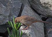Picture/image of California Towhee