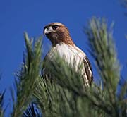 Picture/image of Red-tailed Hawk