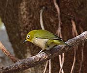 Picture/image of Japanese White-eye