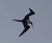 Picture/image of Magnificent Frigatebird