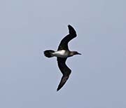 Picture/image of Red-footed Booby