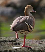 Picture/image of Plumed Whistling Duck