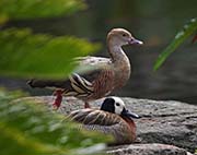 Picture/image of Plumed Whistling Duck