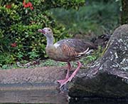 Picture/image of Plumed Whistling Duck