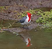 Picture/image of Red-crested Cardinal