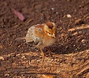 Picture/image of Red Junglefowl