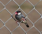 Picture/image of Java Sparrow