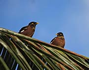 Picture/image of Common Myna