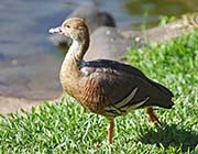 Picture/image of Plumed Whistling Duck