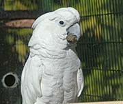 Picture/image of White Cockatoo