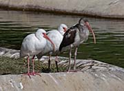 Picture/image of White Ibis