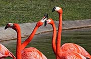  American Flamingo
